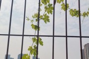 苦瓜叶子发蔫的原因及补救方法（苦瓜养殖中容易忽视的问题、如何防治苦瓜叶子发蔫）