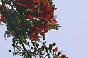 金凤花的开花时间（季节、特点和养护技巧）