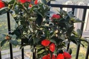 冬季室内养花攻略（15种适合冬季室内养的花卉）