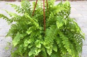 净化室内甲醛的利器——植物（揭秘15种可以净化甲醛的植物，室内空气再也不用担忧！）