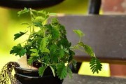 探索世界上会动的植物（揭开神秘的植物奥秘）