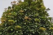 金丝楠木的生长速度及特点（一年能长多少？生长环境的影响、优点和不足）