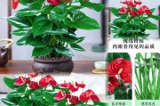 如何让红掌继续开花（掌握关键技巧，让红掌长时间绽放）