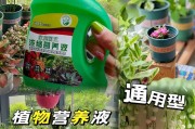 以绿箩怎么浇营养液（打造绿意盎然的绿箩小天地）