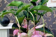 冬季客厅的花卉装饰（打造温馨的室内花园，提升居家生活质量）