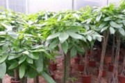 发财树肥料选择指南（掌握关键肥料，让你的发财树更健康茂盛）