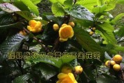 揭秘金花茶的植物分类（金花茶是被子植物吗？植物分类常识一网打尽）