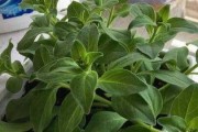 矮牵牛打顶时间及方法步骤（了解最佳打顶时间，让矮牵牛茁壮成长）