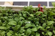 阳台种植小白菜的时间和方法（在家轻松种植健康蔬菜）