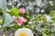 家庭茶梅养护指南（茶梅的种植、养护、繁殖和治病）
