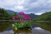 报春花开花时间和次数的研究（探究报春花的开花周期和生长特点）