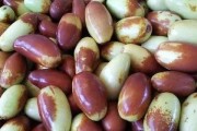 金枣开花结果时间及特点（探究金枣的开花和结果时间，了解其生长特点和栽培技巧）