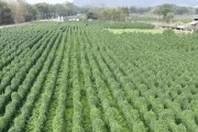 淮山的种植技术与栽培要点（了解淮山的生长环境和特点，掌握科学种植方法，助你成功收获）