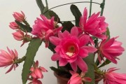 令箭荷花为什么不开花？（探究令箭荷花不开花的原因和解决方法）
