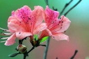 15种花让你尽显女人高雅气质（15种花让你尽显女人高雅气质）