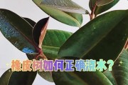 怎样判断橡皮树是否烂根（识别橡皮树烂根的关键特征）