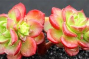 如何合理浇水？——以蒂亚多为例（了解蒂亚多的水分需求，让你的植物茁壮成长）