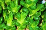 揭秘玉露养护法，轻松变透亮（从清洁到补水，掌握关键步骤一站到位）