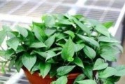 龙骨能否在寒冬中存活？（了解龙骨的生态特征及应对寒冬的措施）