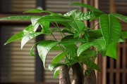 86属虎如何通过植物旺财（了解适合86属虎养的植物，让财运滚滚而来）