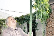 如何科学浇水，让丝瓜茁壮成长（正确的丝瓜浇水方法及注意事项）