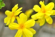 迎春花的花语（带给你新年的祝福）