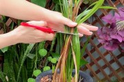 如何处理新种兰花的黄叶问题（解决兰花黄叶的实用技巧）