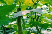 丝瓜生长期多长时间？（探究丝瓜的生长周期及其影响因素。）