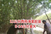 复叶槭修剪指南（修剪时间与方法，让你的复叶槭更美丽）