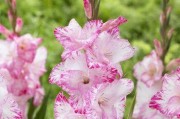 剑兰种植全攻略（栽种时间、方法与养护技巧，轻松打造花园的明珠）
