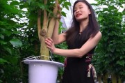冬天幸福树的浇水技巧（保持室内植物幸福的关键，幸福树冬季浇水要点揭秘）