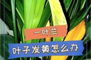 为什么兰花的叶子会发干发黄？（探索兰花叶子发干发黄的原因及应对方法）