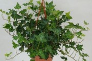 常春藤在室内养护的秘诀（室内常春藤种植的技巧和注意事项）