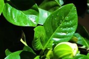 栀子花老叶子变干的原因及应对方法