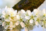 探秘李树花的神秘色彩（一朵花的多彩人生）
