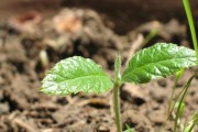 苹果种子发芽生长的过程（如何使苹果种子发芽？苹果种子发芽的关键因素是什么？）