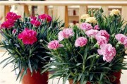 红花的光照需求及喜阴喜阳特性剖析（探究红花对阳光和阴影的偏好，为您打造宜人的花园环境）