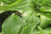揭秘冰菜的多年生特性（探究冰菜多年生的原因以及其生长特点）