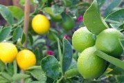柠檬肥料知识大揭秘（如何选择适宜的肥料使柠檬茁壮成长？）