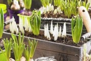 用土养风信子，让花儿更茁壮（土养风信子的方法及注意事项）
