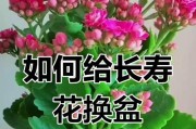 如何快速养护长寿花？（换盆后的关键要点及养护技巧）