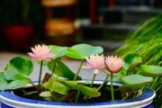 家里养睡莲，享受优美风水气场（打造家庭福利，提升家居生活品质）