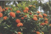 龙船花的花期及特点（一年中的哪个季节开放？其花朵的形态与色彩如何？）