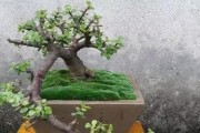 金枝玉叶的剪枝技巧（注意事项和步骤）