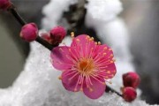 梅花的生长过程（从萌芽到开放，梅花的成长全记录）