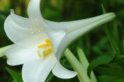 百合花不完全？一探花器官之谜（探究百合花是否为完全花，百合花的构造及其独特性）