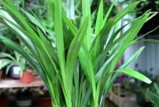 墨兰为什么不开花？（探究造成墨兰不开花的原因及解决方法）