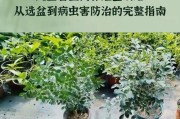 九里香的室内养护方法
