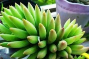 怎样应对佛手花的叶子烂了的问题（佛手花养护指南及解决烂叶子的方法）