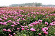 院子里能种芍药吗？（了解芍药的生长环境和种植技巧）